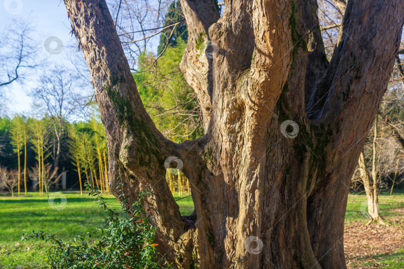 Скачать Старое большое дерево в парке весной. Концепция природы и окружающей среды фотосток Ozero