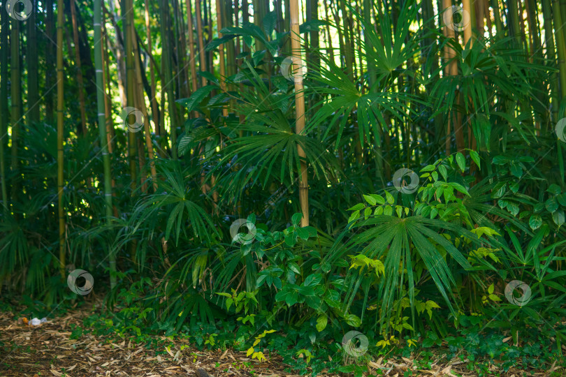 Скачать бамбуковый лес утром с солнечным светом и тенью фотосток Ozero