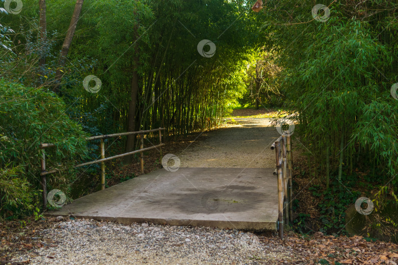 Скачать мост в парке на фоне бамбукового леса. фотосток Ozero