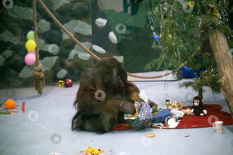 Скачать орангутанг распаковывает подарки под рождественской елкой в своем вольере, обогащая поведение в зоопарке фотосток Ozero