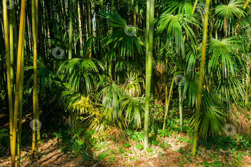 Скачать Бамбуковый лес в утреннем свете. фотосток Ozero