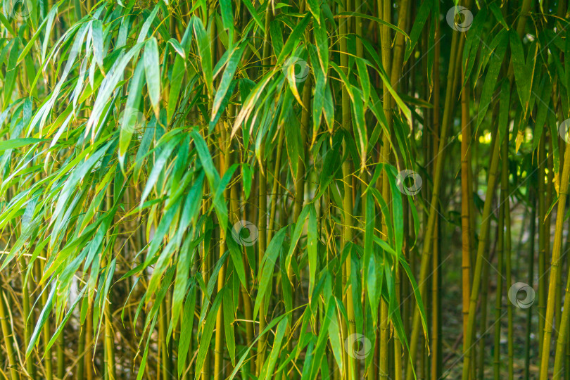 Скачать крупный план бамбуковой рощи на фоне листьев фотосток Ozero