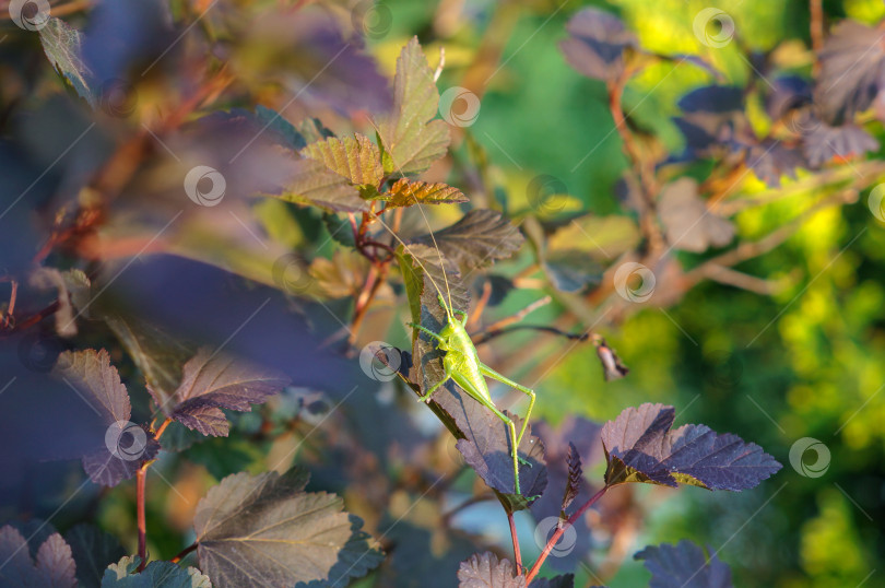 Скачать Большой кузнечик сидит на лиловом кусте пузыреплодника фотосток Ozero