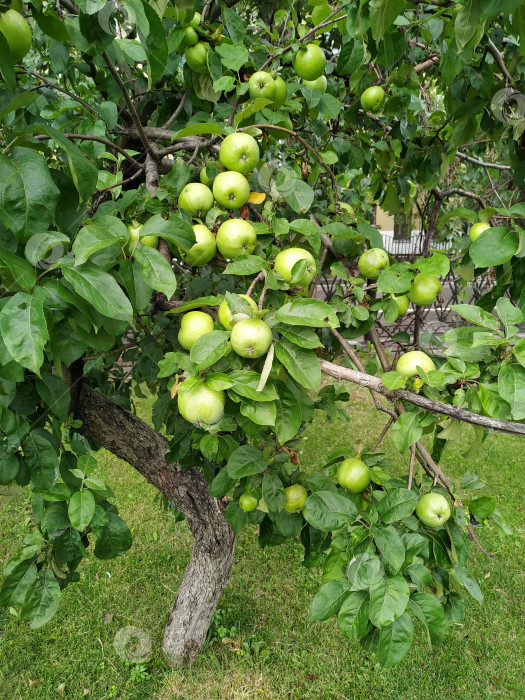 Скачать Зеленые яблоки на ветке, готовые к сбору, на открытом воздухе, избирательный подход. фотосток Ozero