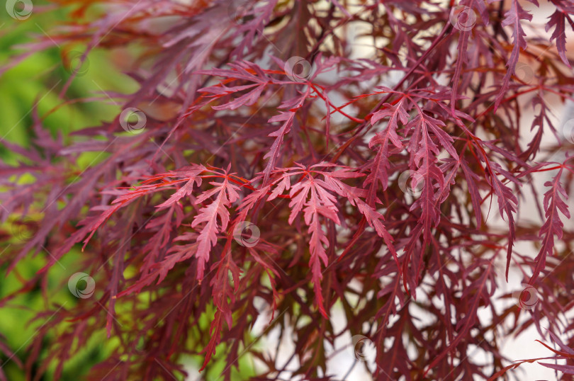 Скачать Красный клён веерный Гарнет фотосток Ozero