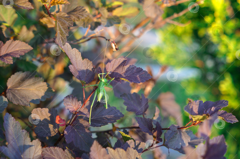 Скачать Зелёный кузнечик исследует куст лилового пузыреплодника фотосток Ozero