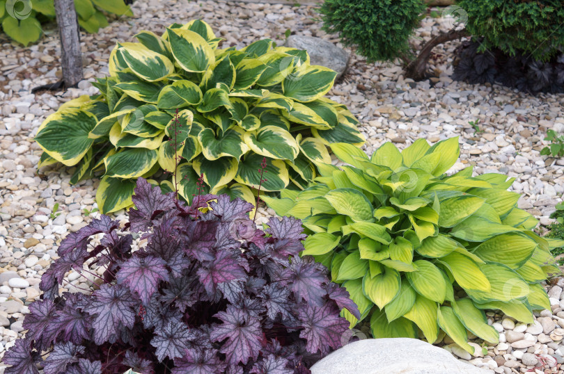 Скачать Композиция из цветущих декоративных растений: хосты, гейхера и можжевельник между камней фотосток Ozero