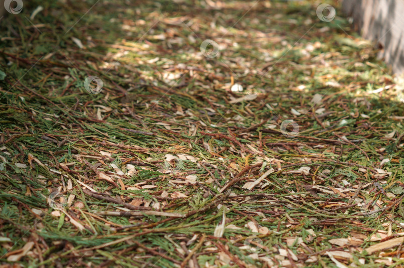 Скачать Мульча из хвои - веток туи и можжевельника фотосток Ozero