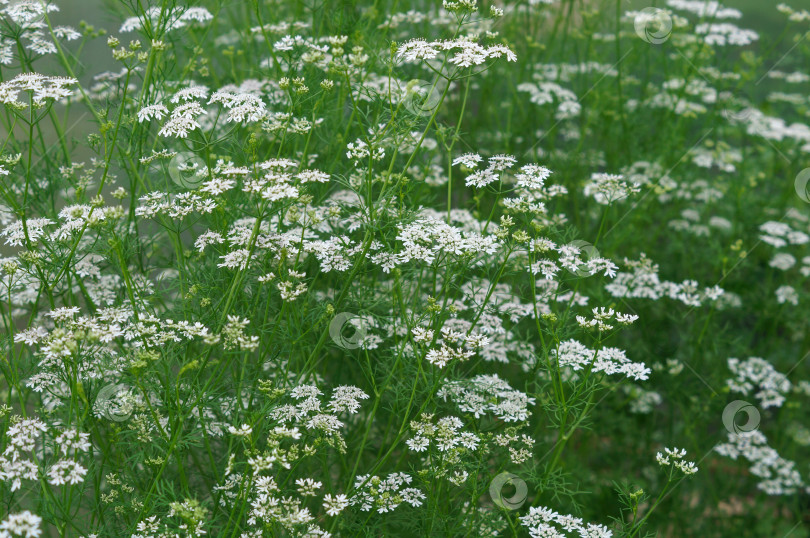 Скачать Грядка цветущей петрушки фотосток Ozero
