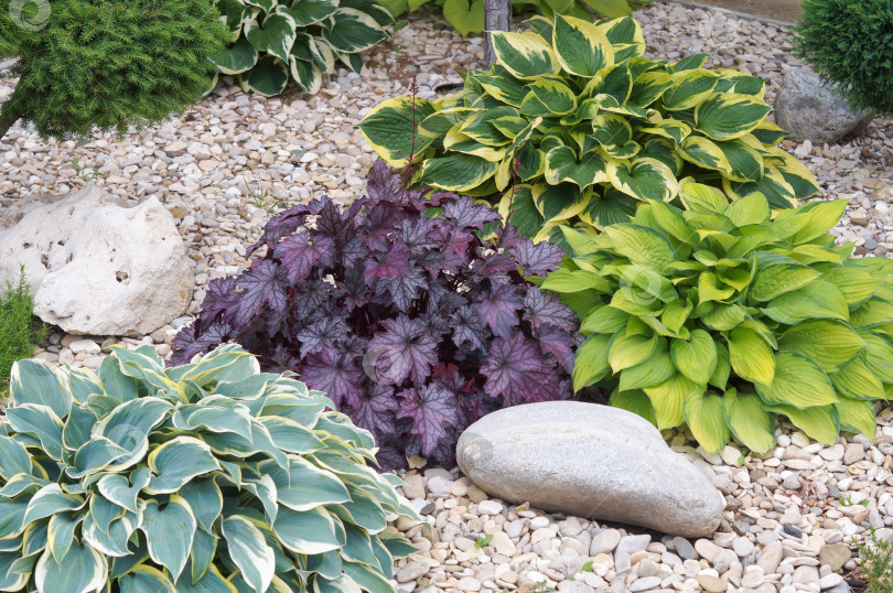 Скачать Садовая композиция из разноцветных растений: хост, гейхеры между светлых камней фотосток Ozero