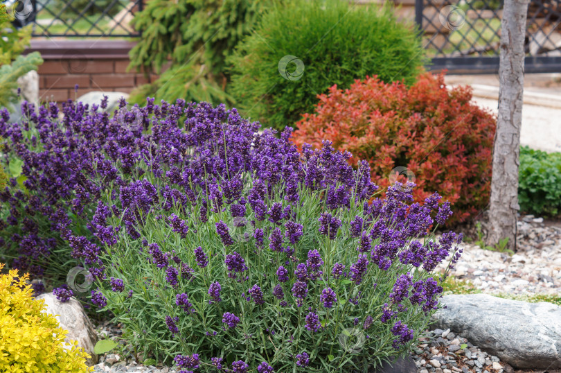 Скачать Лаванда с барбарисом и хвойными в саду. Клумба с гравием и камнями. фотосток Ozero