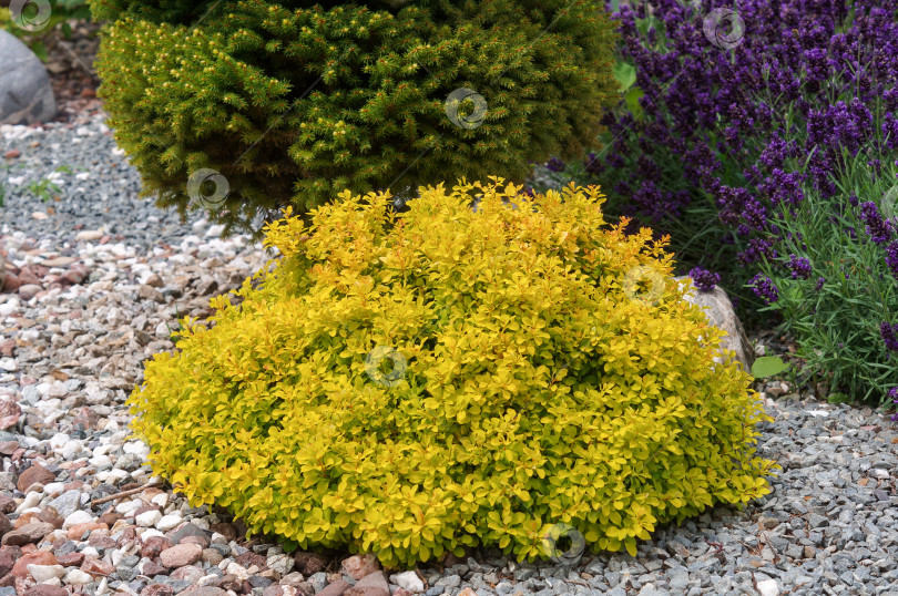 Скачать Жёлтый барбарис в саду с лавандой и хвойными. Клумба с гравием. фотосток Ozero