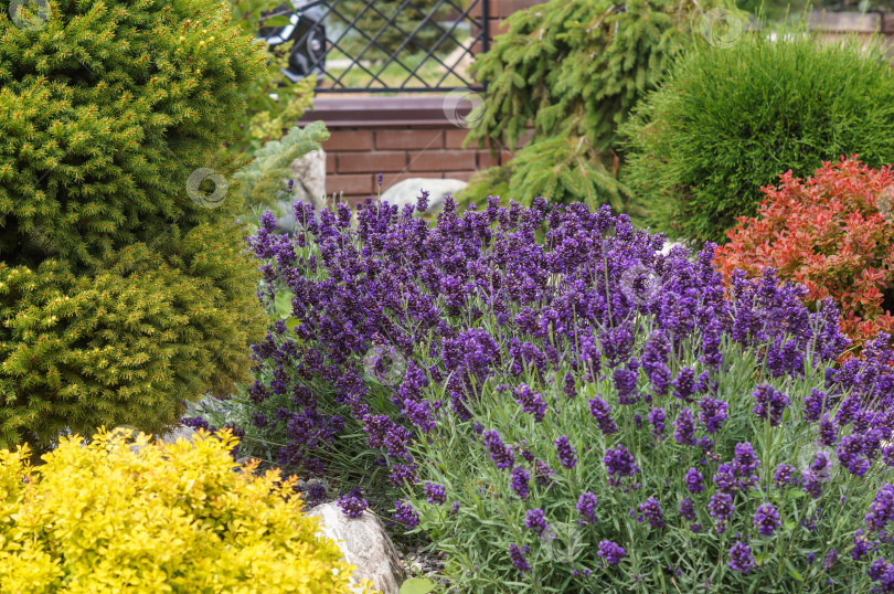Скачать Цветущая лаванда в саду среди барбариса и хвойных. Ландшафтный дизайн. фотосток Ozero