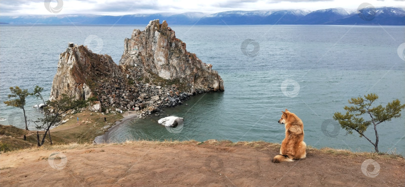 Скачать Рыжая собака смотрит на скалу Шаманка на острове Ольхон, озеро Байкал фотосток Ozero