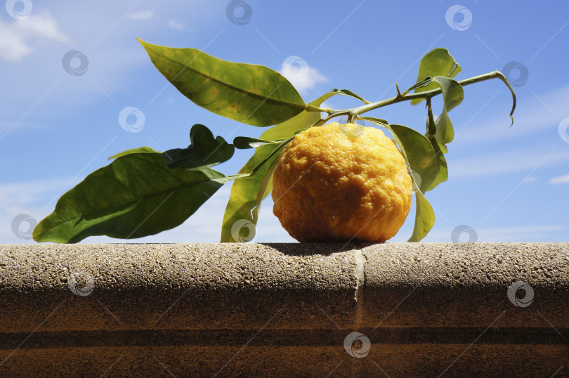 Скачать Спелый желтый апельсин с листьями на фоне голубого неба фотосток Ozero