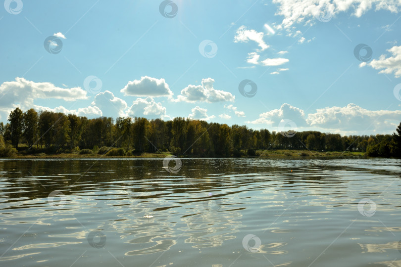 Скачать Рябь на поверхности прекрасного озера, окруженного лиственничным лесом, солнечным летним вечером. фотосток Ozero