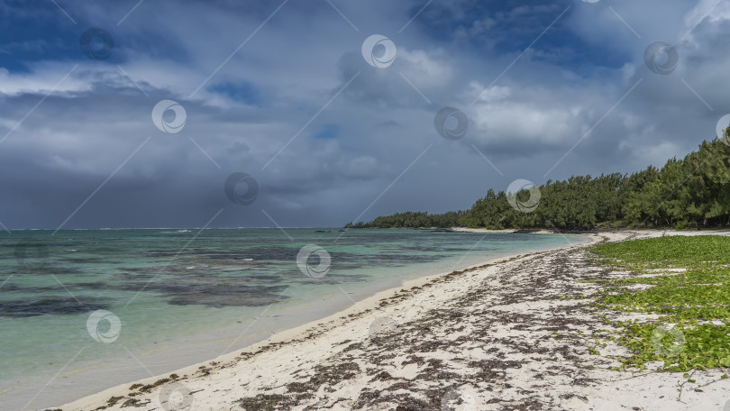 Скачать Тропический пляж без людей. Травянисто-зеленые лианы и сухие водоросли на белом песке. фотосток Ozero