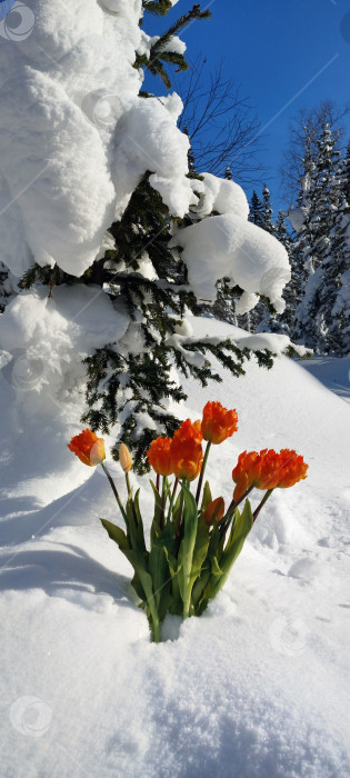 Скачать Букет тюльпанов в снежном лесу. фотосток Ozero