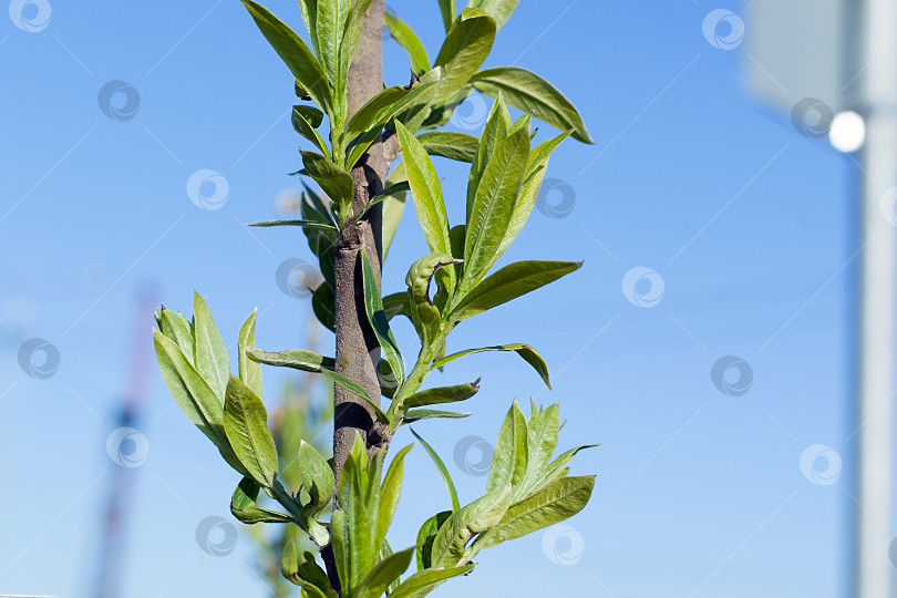 Скачать молодые зеленые листочки на тонкой ветке дерева фотосток Ozero