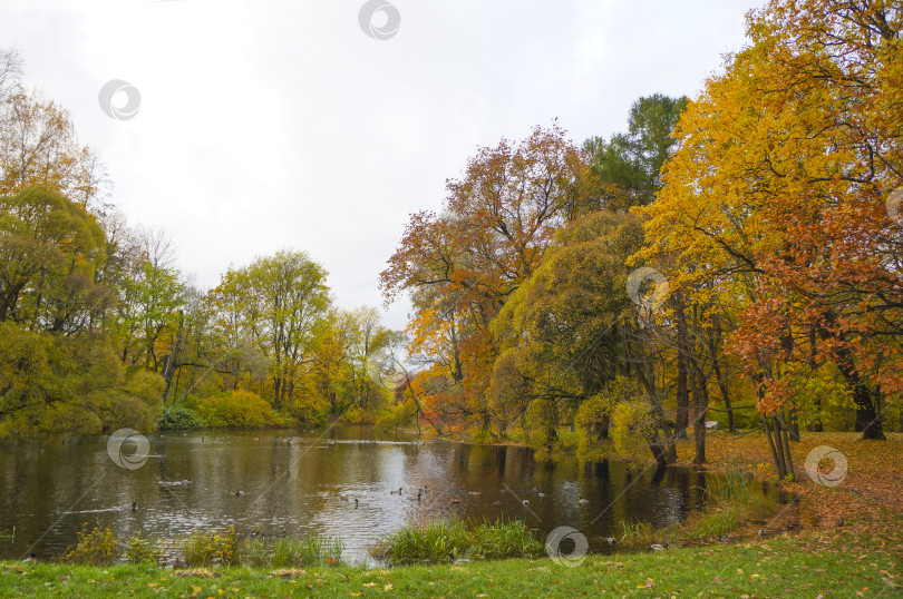 Скачать Золотая осень в парке: тихий пруд и утки на воде фотосток Ozero