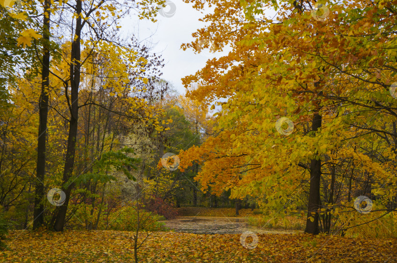 Скачать Яркий осенний лес с ковром из желтых опавших листьев фотосток Ozero