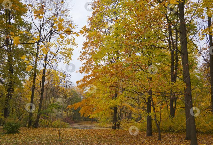 Скачать Живописный осенний пейзаж с золотыми кленами и ковром из листьев фотосток Ozero