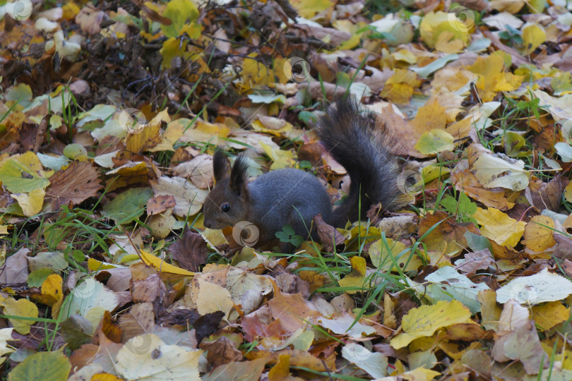 Скачать Белка среди желтой листвы в осеннем парке фотосток Ozero