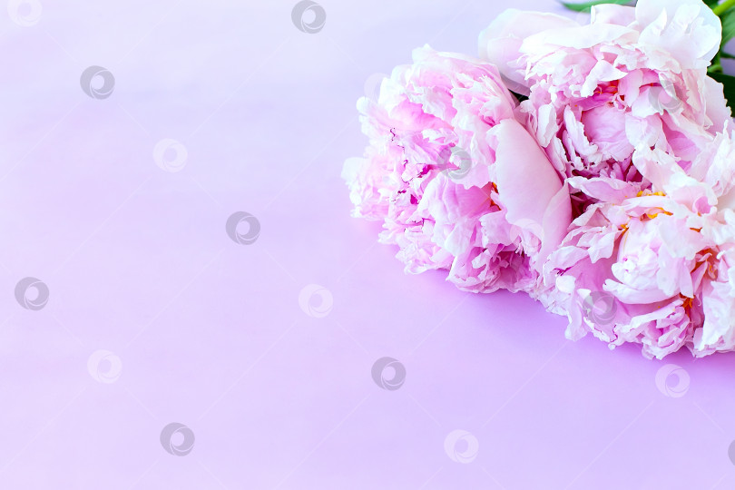 Скачать Красивая розовая роза в форме пиона. Букет кустовых роз на розовом фоне. Пространство для копирования. фотосток Ozero