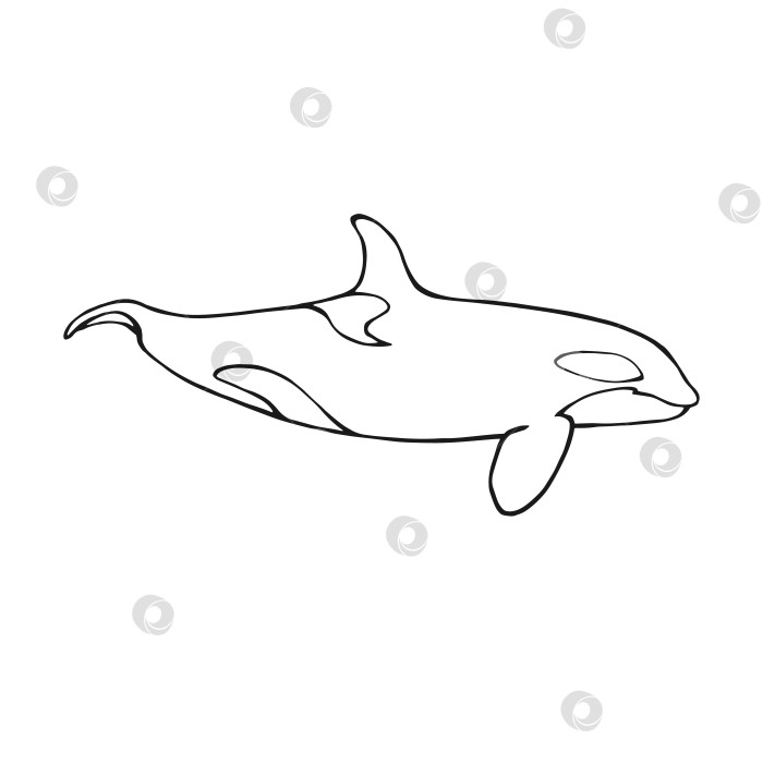 Скачать Кит-убийца. Рисованная иллюстрация, преобразованная в векторную форму. фотосток Ozero