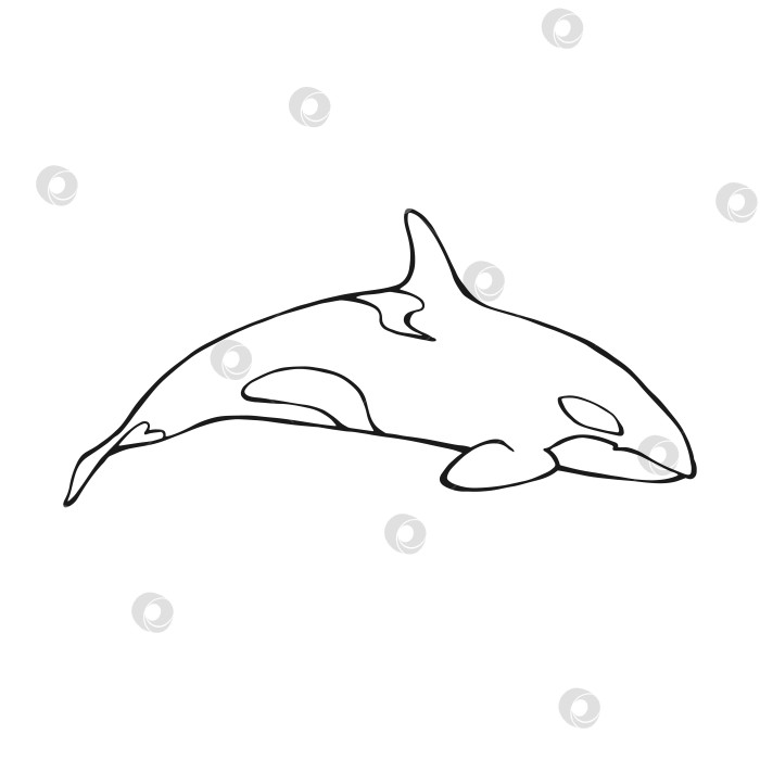 Скачать Кит-убийца. Рисованная иллюстрация, преобразованная в векторную форму. фотосток Ozero