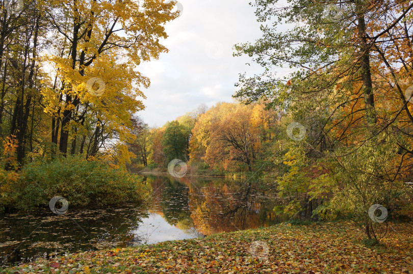 Скачать Осенний берег с желтыми листьями и тихая река в лесу фотосток Ozero