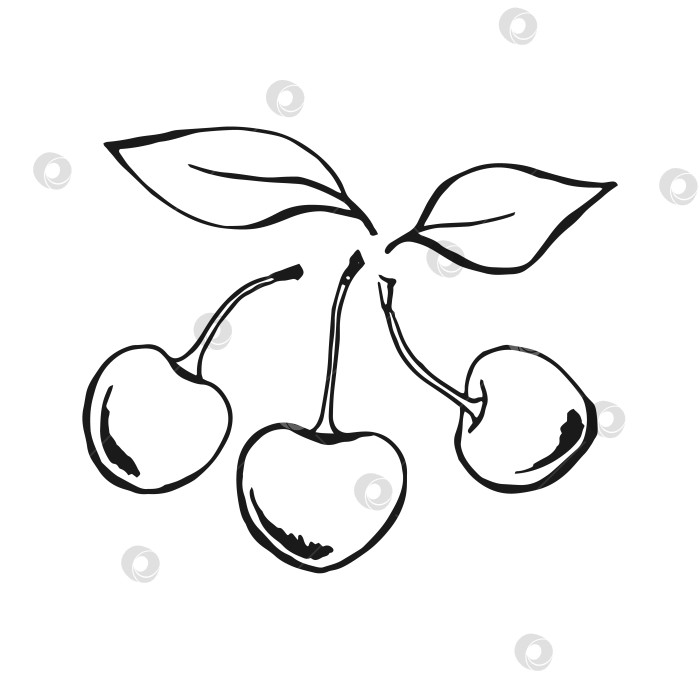 Скачать Вишня. Рисованная иллюстрация, преобразованная в векторную форму. фотосток Ozero