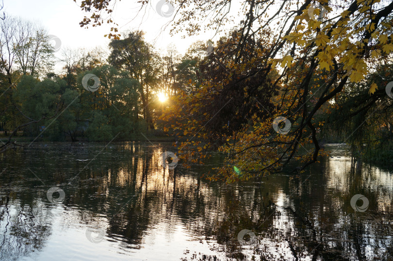 Скачать Солнечные лучи сквозь осеннюю листву над тихим прудом фотосток Ozero