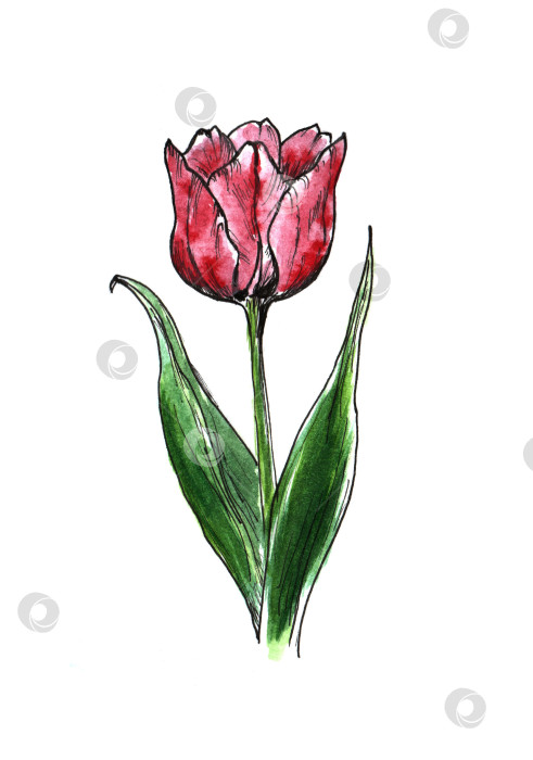 Скачать Розовый тюльпан акварелью фотосток Ozero