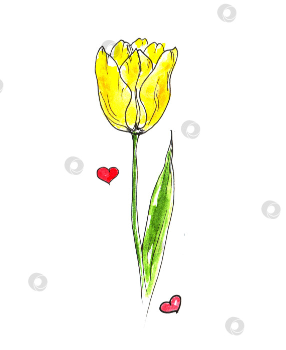 Скачать Акварель с желтыми тюльпанами и маленькими розовыми сердечками фотосток Ozero