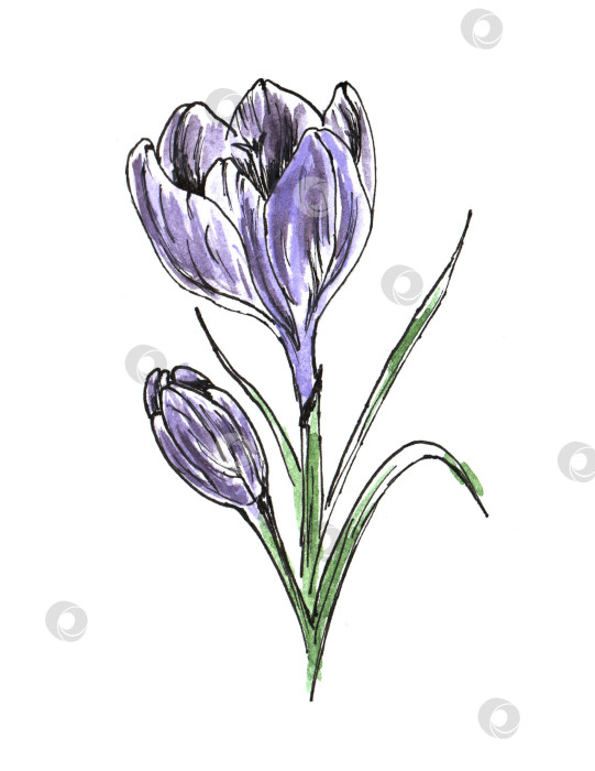 Скачать Красивый фиолетовый крокус с эффектом акварельного рисунка. Изолированный цветок на белом фоне. фотосток Ozero