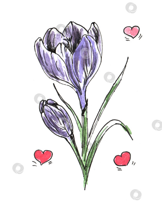 Скачать Красивый каракулевый крокус. Изолированный цветок на белом фоне. фотосток Ozero