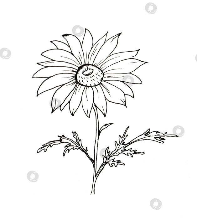 Скачать Весенняя пасха, нарисованная от руки простыми детскими рисунками "ромашка" фотосток Ozero