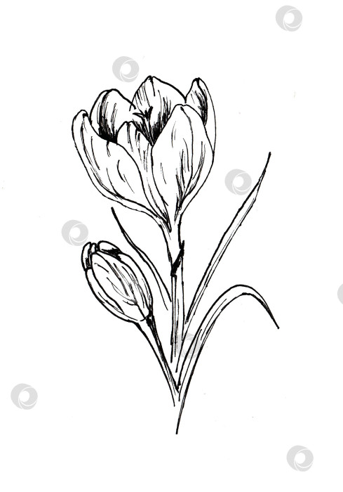 Скачать Красивый каракулевый крокус. Изолированный цветок на белом фоне. фотосток Ozero