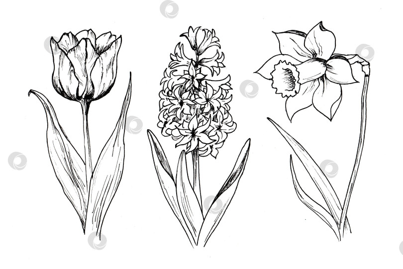 Скачать Весенняя пасха, очерченная простыми детскими рисунками ромашки, нарисованными от руки. фотосток Ozero