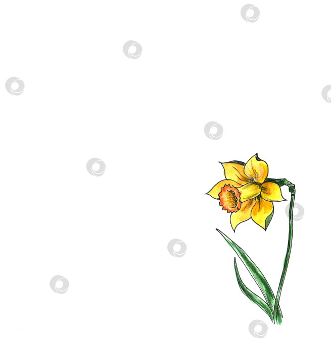 Скачать желтый нарцисс акварелью. рисуем цветы нарцисса, цветочные элементы акварельными пятнами. фотосток Ozero
