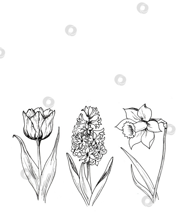 Скачать Весенние цветы примулы гиацинт тюльпан нарцисс макет открытки каракули фотосток Ozero