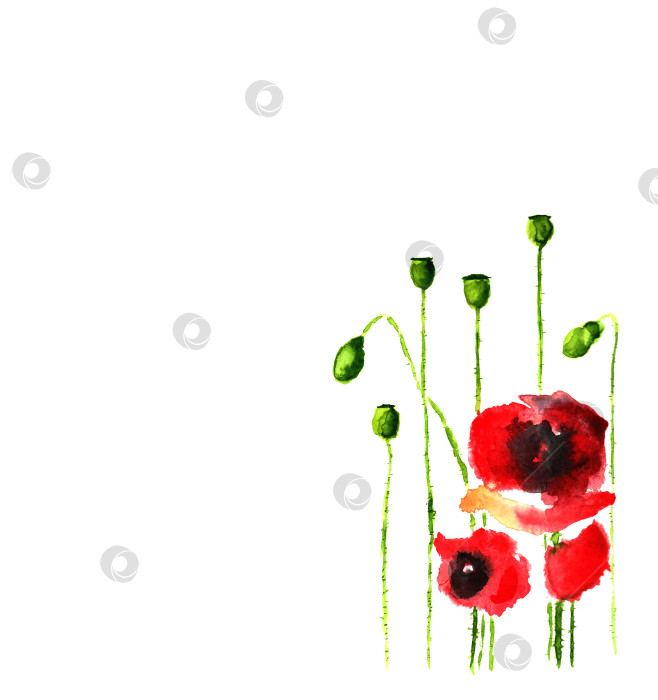 Скачать Абстрактные красивые акварельные цветы красного мака. открытки фотосток Ozero