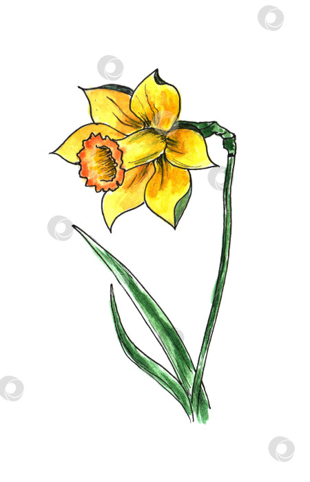 Скачать желтый нарцисс акварелью. рисуем цветы нарцисса, цветочные элементы акварельными пятнами. фотосток Ozero
