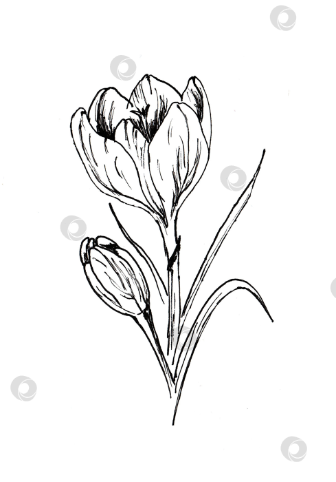 Скачать Набор простых детских рисунков с весенним рисунком. Милая мультяшная иллюстрация с рисованными каракулями. фотосток Ozero