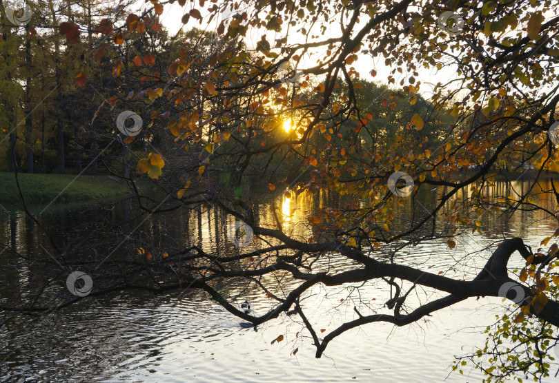 Скачать Сияющий закат сквозь осенние ветви над парковым озером фотосток Ozero