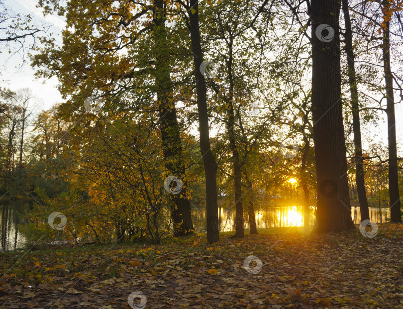 Скачать Золотое сияние осени: солнечный свет сквозь силуэты деревьев фотосток Ozero