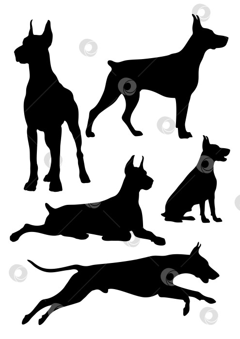 Скачать Вектор добермана фотосток Ozero