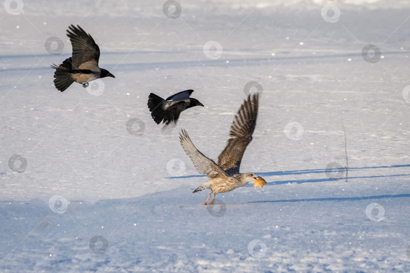 Скачать Битва птиц за кусок хлеба зимой. фотосток Ozero