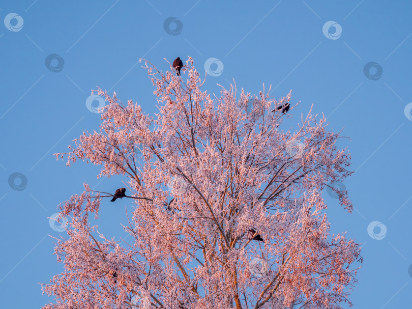 Скачать Зимнее дерево с сидящими на нем птицами и голубым небом на заднем плане фотосток Ozero